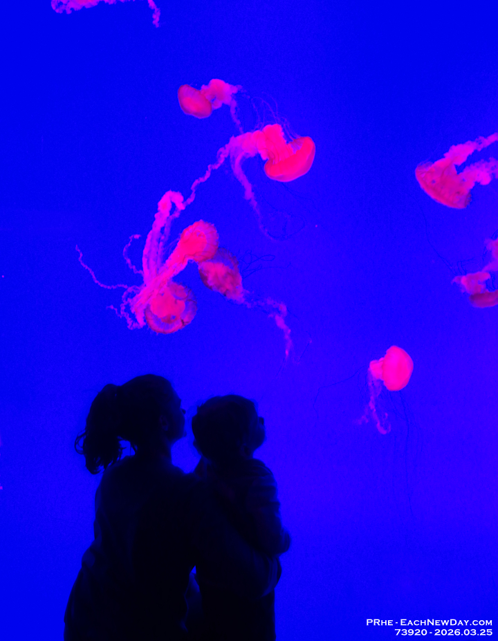 73920CrReLeUsm - Celebrating Dan's birthday at Ripley's Aquarium